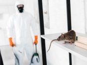 Top Pest Control Tips: Keeping Your Home Bug-Free