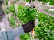 The Best Hydroponic Trimmers Accessories For Pruning Plants